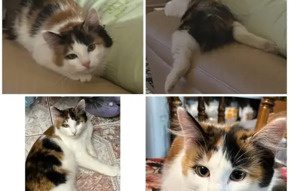 Кошки потеряшки, Эмековское, фото: Потеряшка кошка без хвоста, Эмековское СП