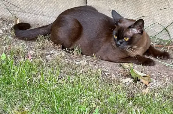 Найденные животные Нижний Тагил, фото: Кошка найдена: 4-й проезд, 3, Н. Тагил