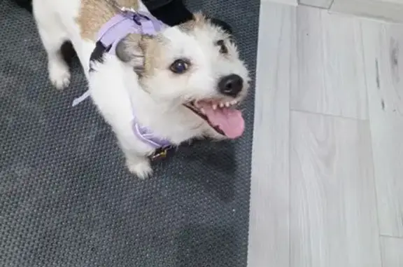 Собаки потеряшки, Березники, фото: Потеряшка собака, Юбилейная 145, Березники