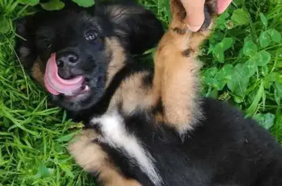 Щенок найден: ул. Линькова, 16, Томилино