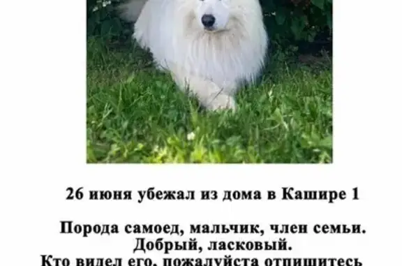 Пропал самоед, Чехов, Чепелево 18.07
