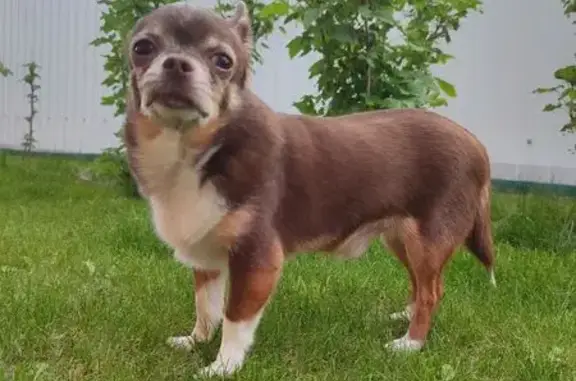 Собаки потеряшки, Старый Оскол, фото: Потеряшка собака на Мирной 57А, Старый Оскол