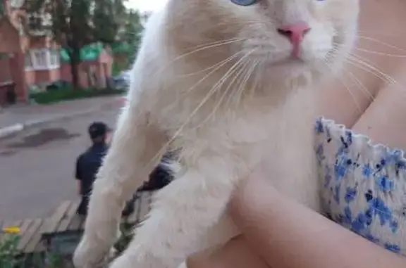 Найденные животные Томск, фото: Кошка найдена у ул. Кузнецова, 15, Томск