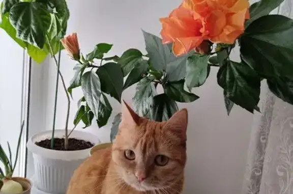 Потерянные животные Ханты-Мансийск, фото: Пропала кошка, Берёзовская 28, Ханты-Мансийск