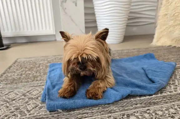 Найден йорк в костюме, ул. Строителей 32