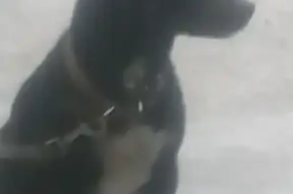 Собаки потеряшки, , фото: Потеряшка собака, Ставропольский край 07К-025