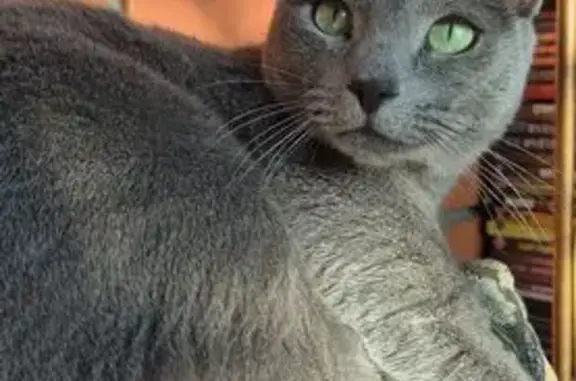 Кошки потеряшки, Лисий Нос, фото: Потеряшка кошка, Морская ул. 37, Лисий Нос