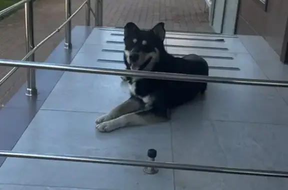 Собака у лифта, Командорская 6 к2, Крд