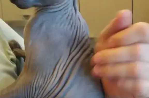 Кошки потеряшки, Московская область, фото: Потеряшка кошка, МО, Ласковый, напугана