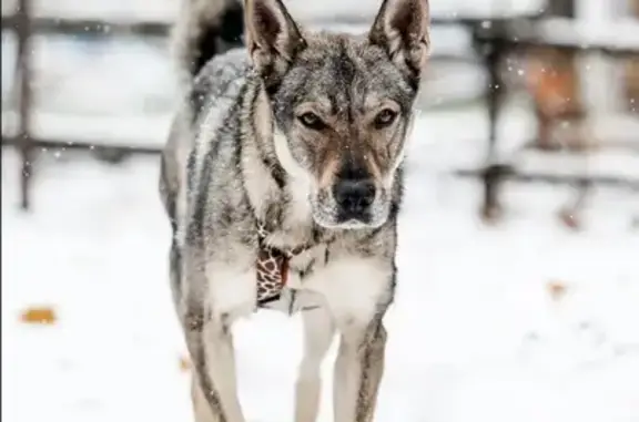 Собаки потеряшки, Москва, фото: Потеряшка собака, Саянская ул. 15 к3, Москва