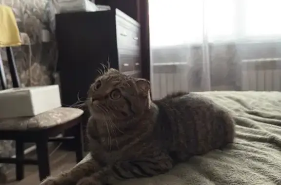 Кошки потеряшки, Грязи, фото: Потеряшка кошка, ул. О. Кошевого, 14, Грязи