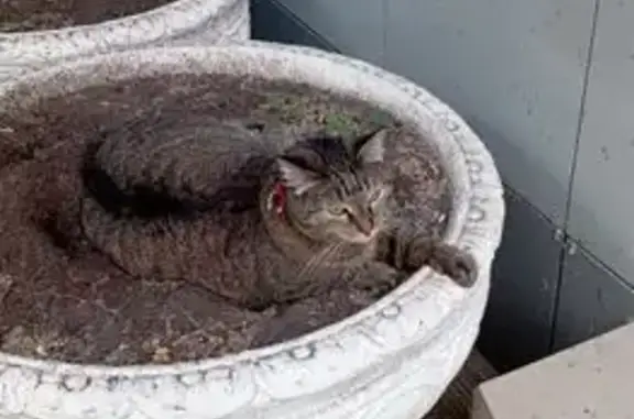 Пропала кошка, Репина 2, Ульяновск