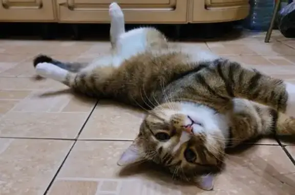 Кошки потеряшки, Черемхово, фото: Потеряшка кошка, ул. Забойщика 27, Черемхово