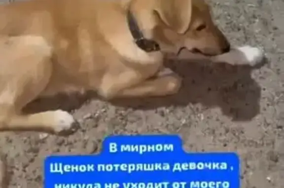 Найдена собака, Казань, фото: Собака найдена: Матюшинская 73/60, Казань