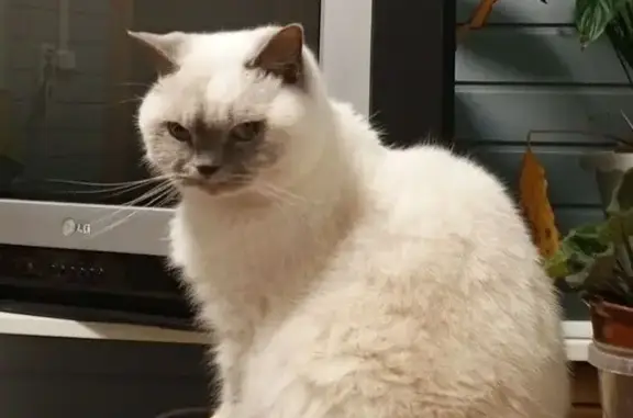 Кошки потеряшки, , фото: Потеряшка белая кошка, 5-ая Медвежья, 10