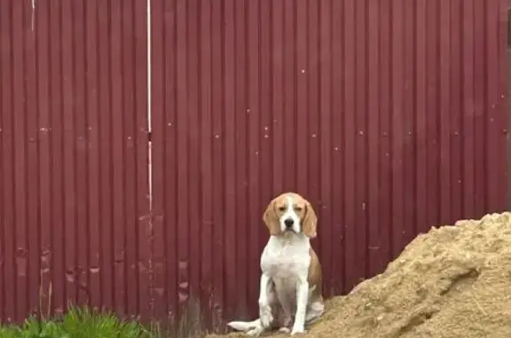Найдена собака, Верея, фото: Собака найдена: Советская пл., 18, Верея