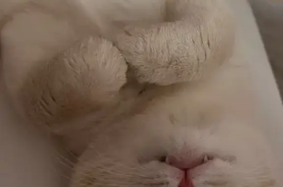 Кошки потеряшки, Петрозаводск, фото: Потеряшка кот Кокос, Пограничная 4, Петрозаводск