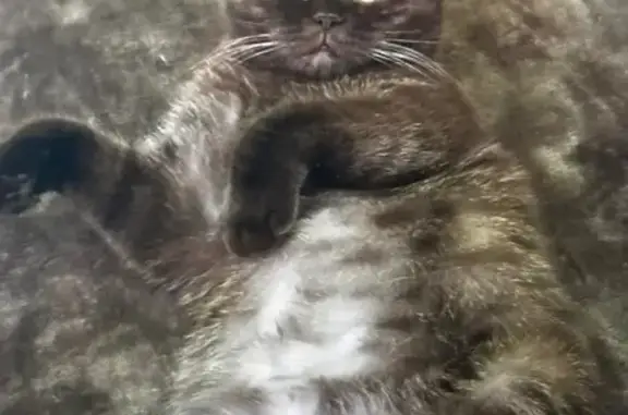 Кошки потеряшки, Лесосибирск, фото: Потеряшка кошка, Ломоносова 76, Лесосибирск