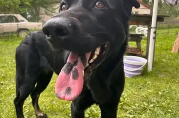 Найдена собака, Калужская область, фото: Собака найдена в с. Гаврики, Калужская обл.