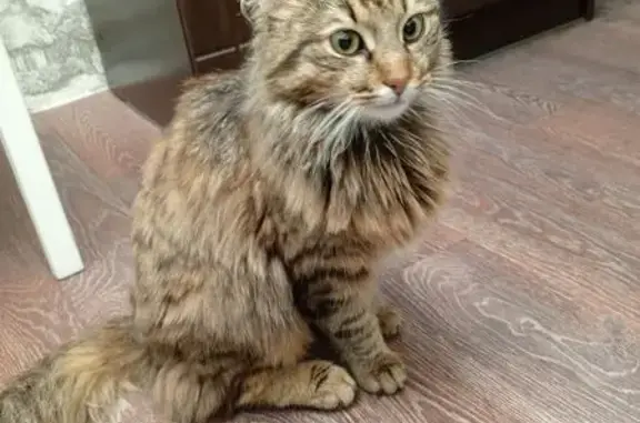 Пропал котик, 5-й проезд, Иваново