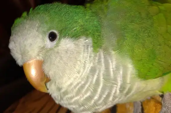 Пропала птица, Трудовые Резервы, 8