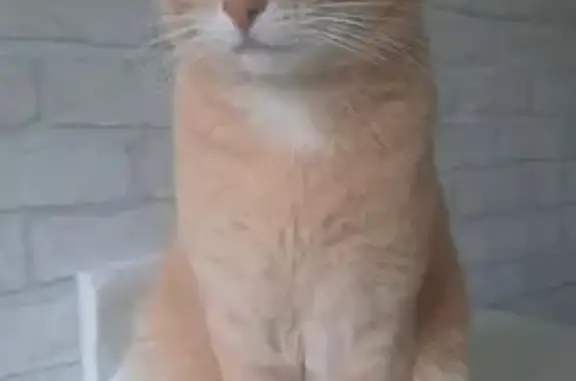 Потерянные животные Саратовская область, фото: Пропала кошка, Красноярское СП, Саратовская область