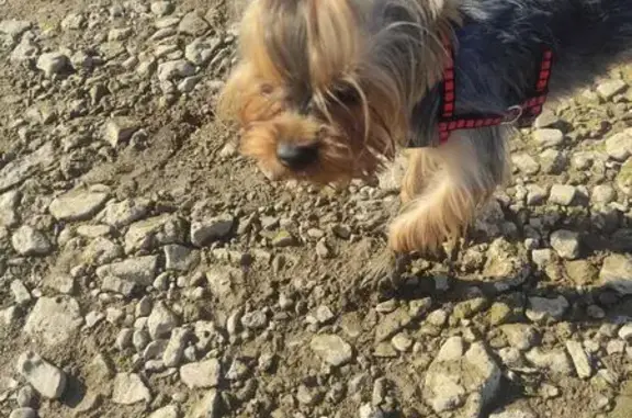 Найдена собака, Николаевский сельсовет, фото: Йорк найден: Пристанский пер., 1, Николаевка