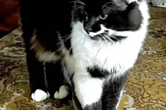 Кошки потеряшки, , фото: Потеряшка кошка, Гончарная ул., 24