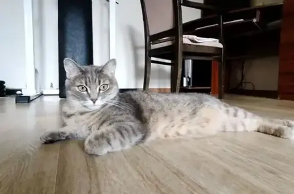 Кошки потеряшки, Новосибирская область, фото: Потеряшка кошка, Репьёвский с/с, Новосибирск