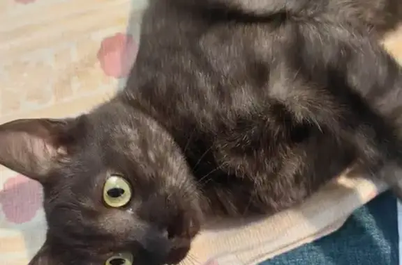 Найденные животные Кызыл, фото: Кошка найдена: ул. Дружбы, 1/3, Кызыл