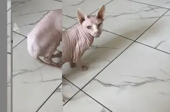 Кошка в салоне 