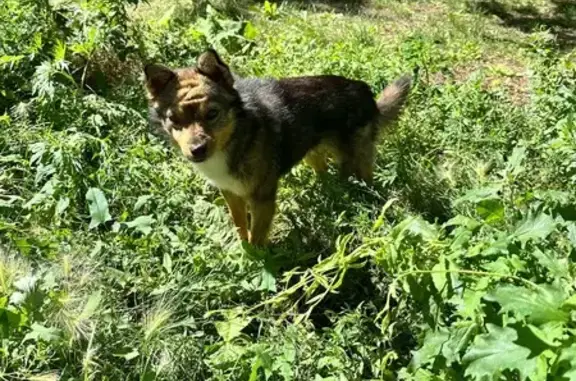 Собака найдена: ул. Калинина 34, Самара