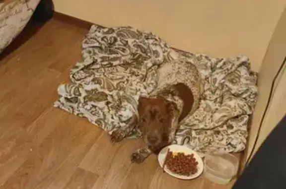 Пятнистая собака найдена на Трубилина, 34