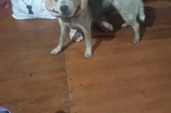 Собака найдена: Верхняя ул., 31А, Проскурниково