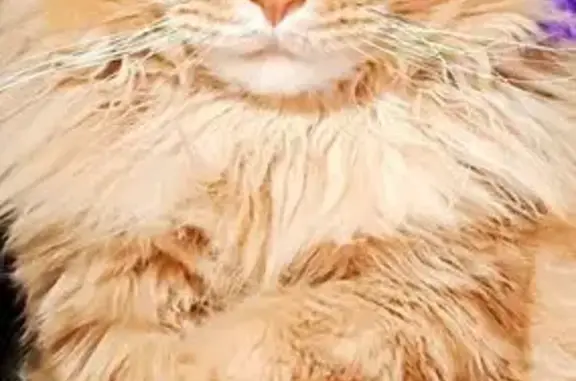 Кошки потеряшки, Орехово-Зуево, фото: Потеряшка кошка, Парковская ул., Орехово-Зуево