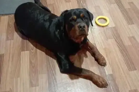 Собаки потеряшки, Омск, фото: Потеряшка собака, Рыбачья 1-я ул., 111, Омск