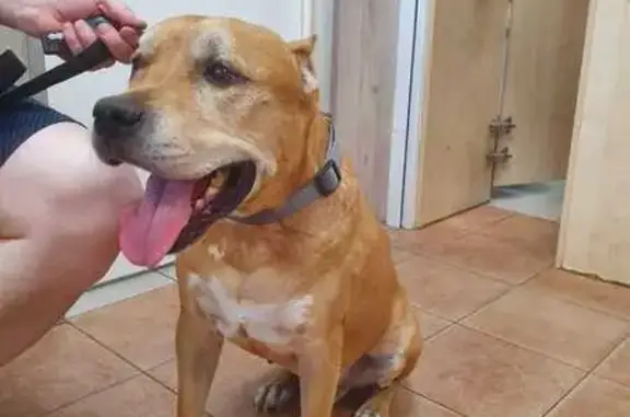 Найдена собака, Архангельск, фото: Собака найдена на М8, Архангельск