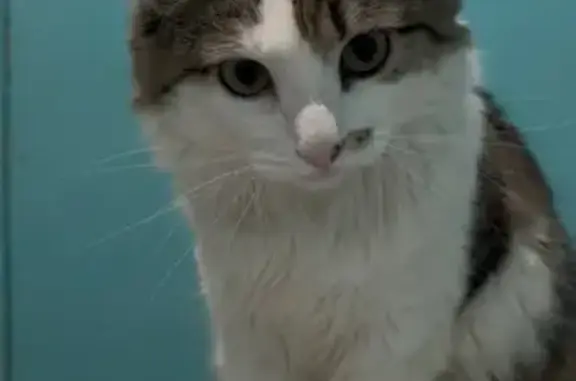 Пропала кошка, ул. 40 лет Октября, 40