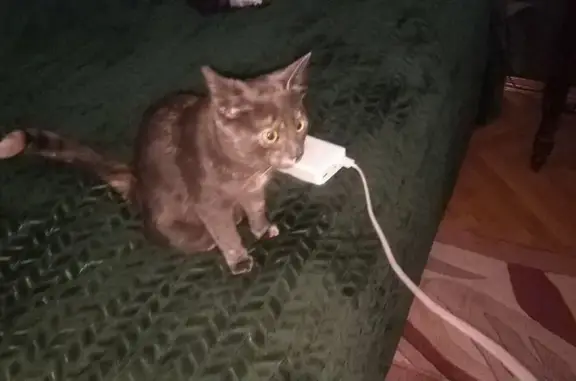 Кошка найдена: Воздвиженка, 16 с1, Москва