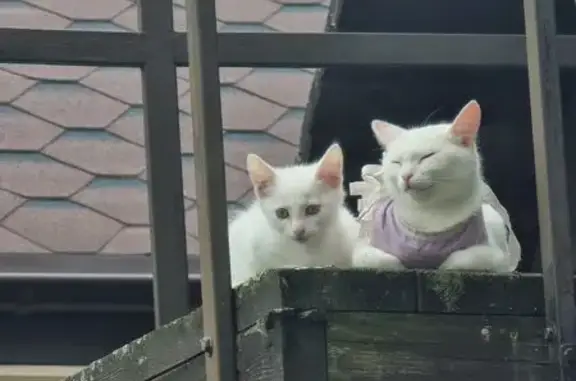 Кошка найдена, Первая ул., Тюмень