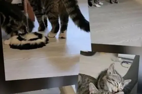 Кошки потеряшки, Вырица, фото: Потеряшка кошка, Никольское, Сиверское ш., 5