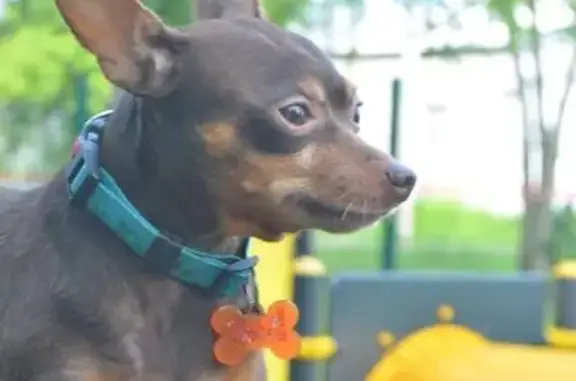 Собаки потеряшки, Тула, фото: Потеряшка собака, Октябрьская 1Д, Тула