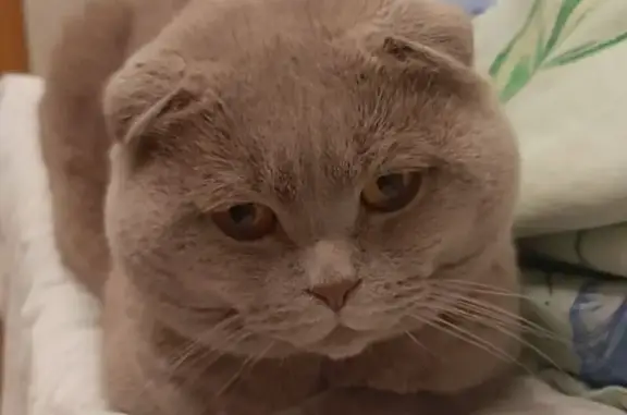 Кошки потеряшки, Киров, фото: Потеряшка кошка, Воровского 121, Киров