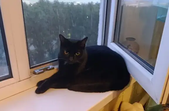 Найдена кошка, Ульяновск, фото: Найдена кошка, Карбышева 1, Ульяновск