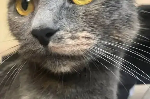 Кошки потеряшки, Пенза, фото: Потеряшка кошка, ул. Толстого, 10, Пенза