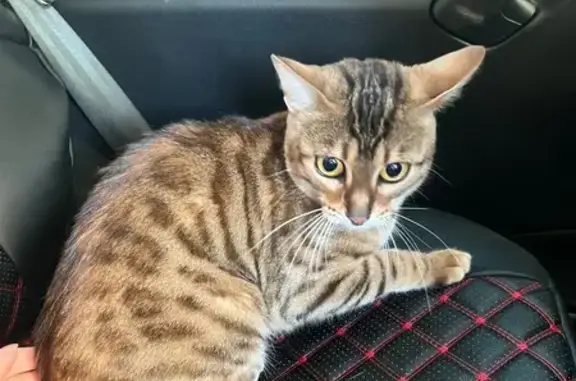 Кошка найдена: Кольский пер., 1, Тюмень