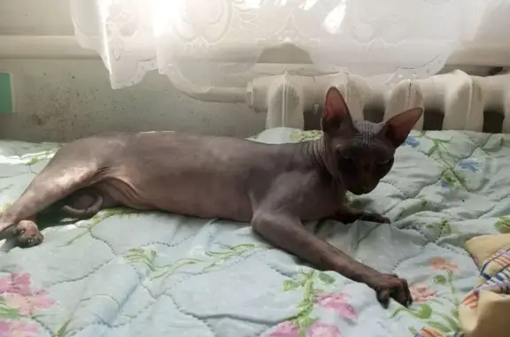 СФИНКС найден: ул. Пушкина, 105, Должанская