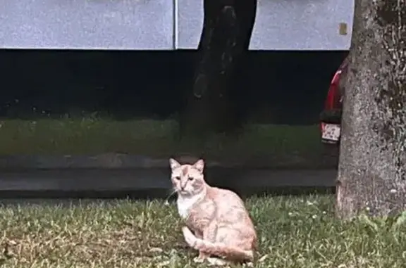 Кошка найдена: Домодедовская ул, 44