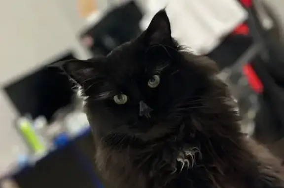 Потерянные животные Анжеро-Судженск, фото: Пропала кошка, ул. Лазо, 19, Анжеро-Судженск