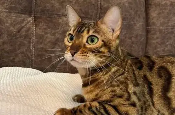 Пропала кошка, ул. Твардовского 22/3